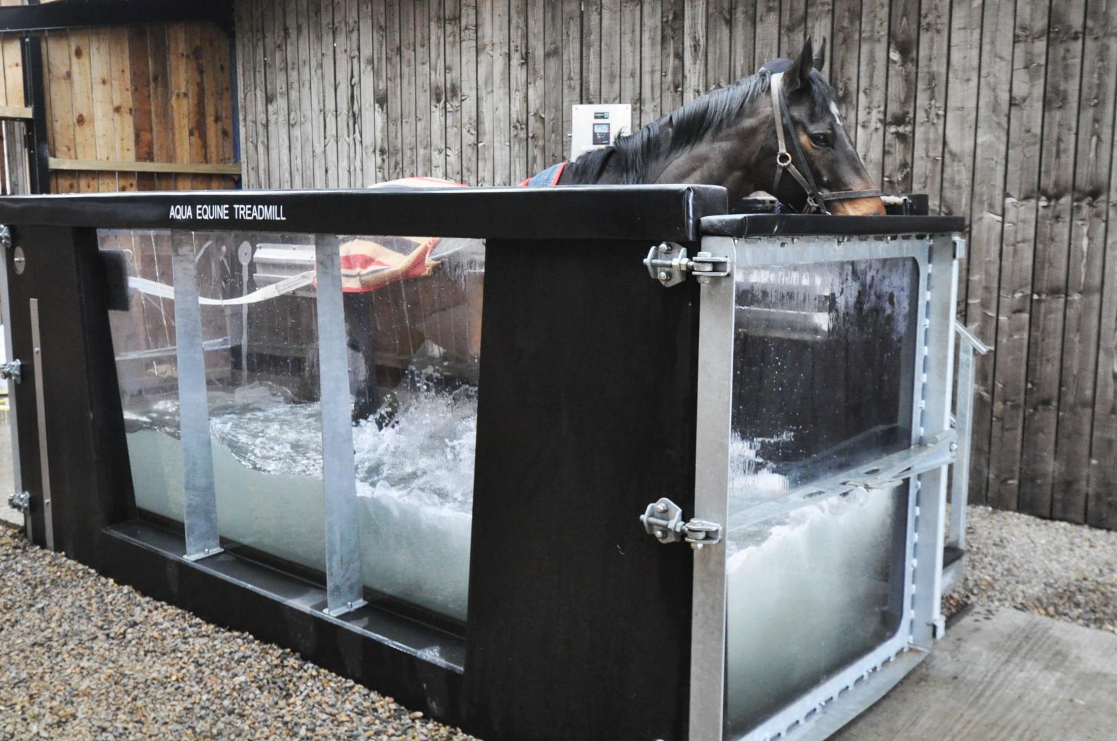 Equine Cold Salt Water Treadmill